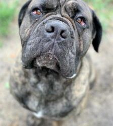Dante – Mastino-Mix, Männchen, 3 Jahre 7 Monate, 13057 Berlin – Foto 2