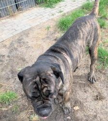 Dante – Mastino-Mix, Männchen, 3 Jahre 7 Monate, 13057 Berlin – Foto 3