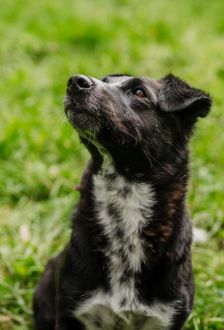 Robin – Mischling, Männchen, 1 Jahr 6 Monate, 97074 Würzburg – Foto 5