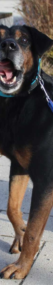 CAPPER – Jagdhund, Mix, Männchen, 10 Jahre, 81829 München – Foto 1