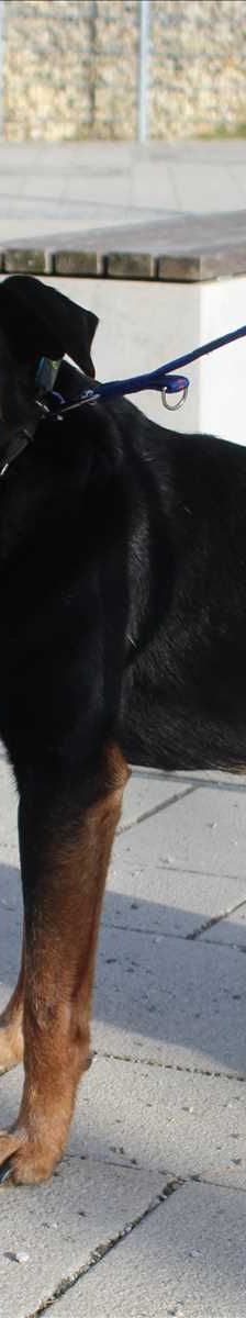 CAPPER – Jagdhund, Mix, Männchen, 10 Jahre, 81829 München – Foto 2