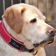 Bobby – Labrador, Männchen, 6 Jahre, 90537 Feucht – Foto 1