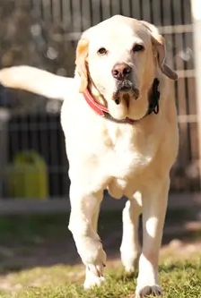 Bobby – Labrador, Männchen, 6 Jahre, 90537 Feucht – Foto 2