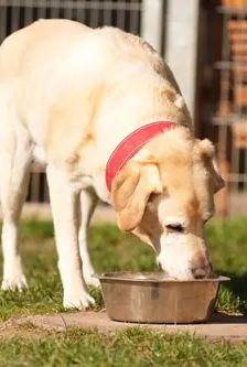Bobby – Labrador, Männchen, 6 Jahre, 90537 Feucht – Foto 3