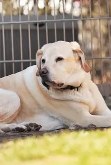Bobby – Labrador, Männchen, 6 Jahre, 90537 Feucht – Foto 4