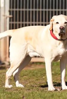 Bobby – Labrador, Männchen, 6 Jahre, 90537 Feucht – Foto 5