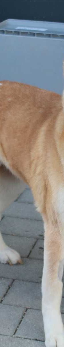 DIVA – Akita, Weibchen, 8 Jahre 7 Monate, 81829 München – Foto 1