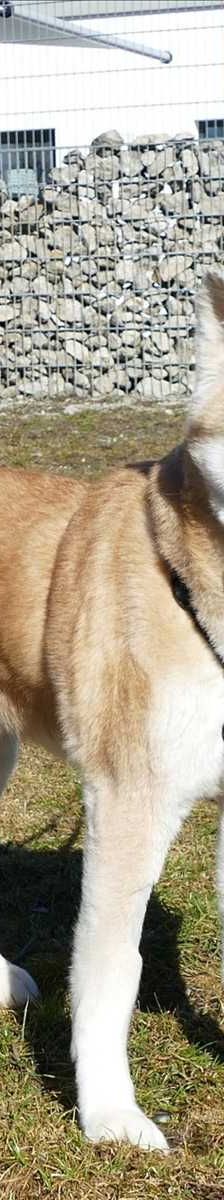 DIVA – Akita, Weibchen, 8 Jahre 7 Monate, 81829 München – Foto 2