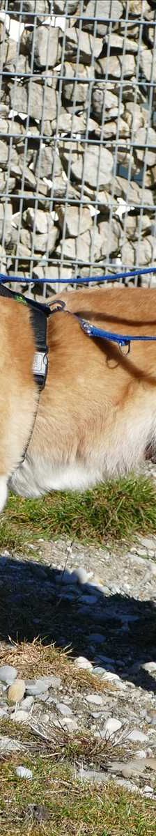DIVA – Akita, Weibchen, 8 Jahre 7 Monate, 81829 München – Foto 3