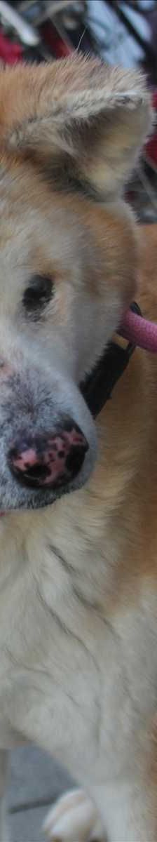 DIVA – Akita, Weibchen, 8 Jahre 7 Monate, 81829 München – Foto 4