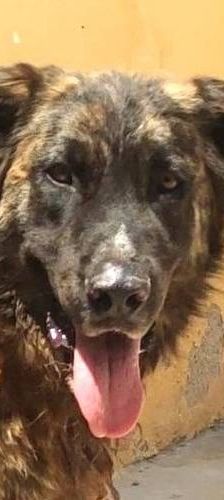 Paco – Estrela Berghund-Schäferhund-Mischling, Männchen, 8 Monate, 65520 Bad Camberg – Foto 1