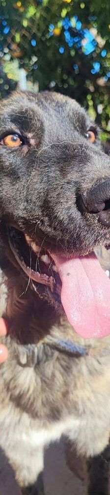 Paco – Estrela Berghund-Schäferhund-Mischling, Männchen, 8 Monate, 65520 Bad Camberg – Foto 11
