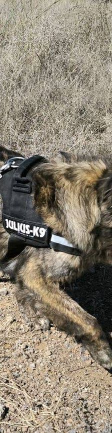 Paco – Estrela Berghund-Schäferhund-Mischling, Männchen, 8 Monate, 65520 Bad Camberg – Foto 13