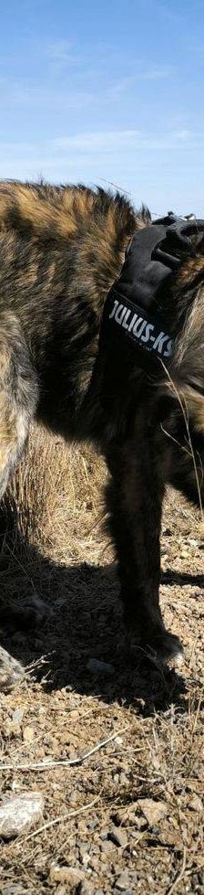 Paco – Estrela Berghund-Schäferhund-Mischling, Männchen, 8 Monate, 65520 Bad Camberg – Foto 14