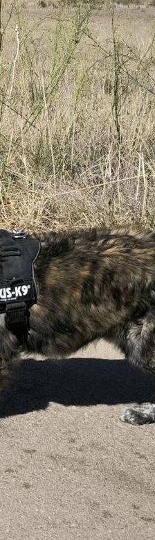 Paco – Estrela Berghund-Schäferhund-Mischling, Männchen, 8 Monate, 65520 Bad Camberg – Foto 3