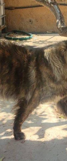 Paco – Estrela Berghund-Schäferhund-Mischling, Männchen, 8 Monate, 65520 Bad Camberg – Foto 4