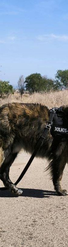 Paco – Estrela Berghund-Schäferhund-Mischling, Männchen, 8 Monate, 65520 Bad Camberg – Foto 6
