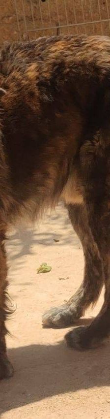 Paco – Estrela Berghund-Schäferhund-Mischling, Männchen, 8 Monate, 65520 Bad Camberg – Foto 7