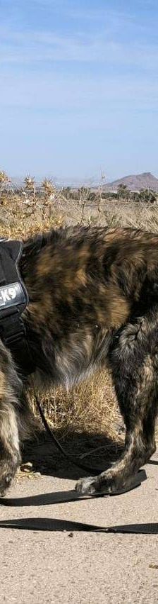 Paco – Estrela Berghund-Schäferhund-Mischling, Männchen, 8 Monate, 65520 Bad Camberg – Foto 9