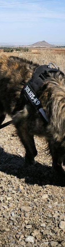 Paco – Estrela Berghund-Schäferhund-Mischling, Männchen, 8 Monate, 65520 Bad Camberg – Foto 10