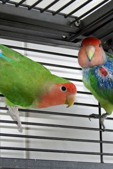 Badem – Rosenköpfchen (Agaporniden), Männchen, 3 Jahre, 90537 Feucht – Foto 1
