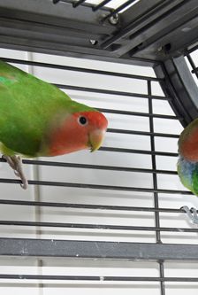 Badem – Rosenköpfchen (Agaporniden), Männchen, 3 Jahre, 90537 Feucht – Foto 2