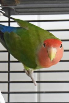 Badem – Rosenköpfchen (Agaporniden), Männchen, 3 Jahre, 90537 Feucht – Foto 3