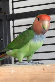 Badem – Rosenköpfchen (Agaporniden), Männchen, 3 Jahre, 90537 Feucht – Foto 4
