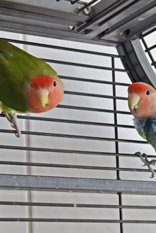 Badem – Rosenköpfchen (Agaporniden), Männchen, 3 Jahre, 90537 Feucht – Foto 5