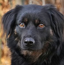 Moses – Mischling, Männchen, Alter unbekannt, 90537 Feucht – Foto 1