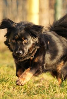 Moses – Mischling, Männchen, Alter unbekannt, 90537 Feucht – Foto 2