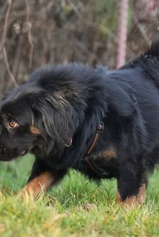 Moses – Mischling, Männchen, Alter unbekannt, 90537 Feucht – Foto 4