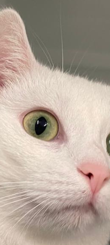 Pepa – Hauskatze, Weibchen, 1 Jahr, 28357 Bremen – Foto 1