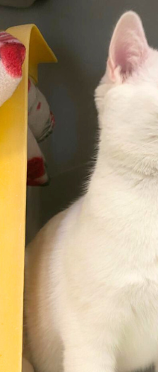 Pepa – Hauskatze, Weibchen, 1 Jahr, 28357 Bremen – Foto 2