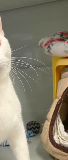 Pepa – Hauskatze, Weibchen, 1 Jahr, 28357 Bremen – Foto 3