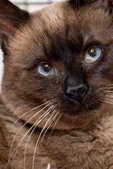 Siamesón – Siam-Mix, Männchen, 8 Jahre, 65520 Bad Camberg – Foto 1