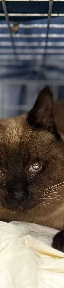 Siamesón – Siam-Mix, Männchen, 8 Jahre, 65520 Bad Camberg – Foto 2