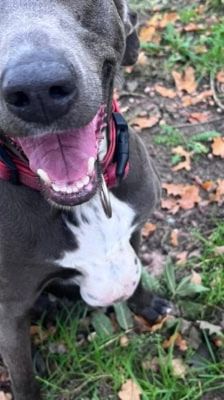 Amber – Weimaraner(mix), Weibchen, 3 Jahre 7 Monate, 39576 Stendal – Foto 1