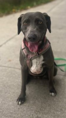Amber – Weimaraner(mix), Weibchen, 3 Jahre 7 Monate, 39576 Stendal – Foto 2