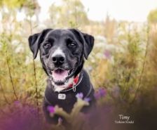 Amber – Weimaraner(mix), Weibchen, 3 Jahre 7 Monate, 39576 Stendal – Foto 17
