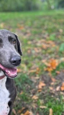 Amber – Weimaraner(mix), Weibchen, 3 Jahre 7 Monate, 39576 Stendal – Foto 3