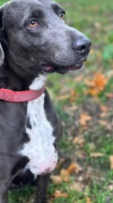 Amber – Weimaraner(mix), Weibchen, 3 Jahre 7 Monate, 39576 Stendal – Foto 4