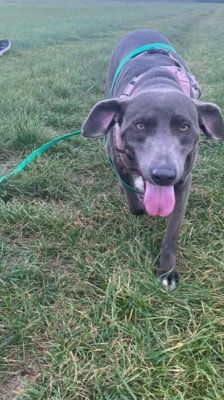 Amber – Weimaraner(mix), Weibchen, 3 Jahre 7 Monate, 39576 Stendal – Foto 5