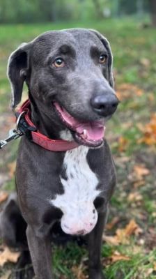 Amber – Weimaraner(mix), Weibchen, 3 Jahre 7 Monate, 39576 Stendal – Foto 6