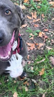 Amber – Weimaraner(mix), Weibchen, 3 Jahre 7 Monate, 39576 Stendal – Foto 7