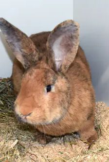 Fuchsi – Stallkaninchen-Mix, Männchen, Alter unbekannt, 90537 Feucht – Foto 1