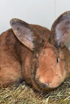 Fuchsi – Stallkaninchen-Mix, Männchen, Alter unbekannt, 90537 Feucht – Foto 2