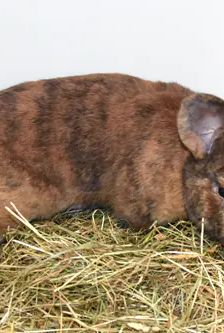 Fuchsi – Stallkaninchen-Mix, Männchen, Alter unbekannt, 90537 Feucht – Foto 3
