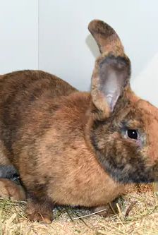 Fuchsi – Stallkaninchen-Mix, Männchen, Alter unbekannt, 90537 Feucht – Foto 4