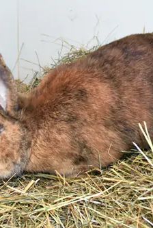 Fuchsi – Stallkaninchen-Mix, Männchen, Alter unbekannt, 90537 Feucht – Foto 5